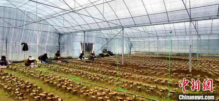 圖為紅太陽科技示范家庭農場組織民眾采收靈芝?！∑酱胪喙﹫D
