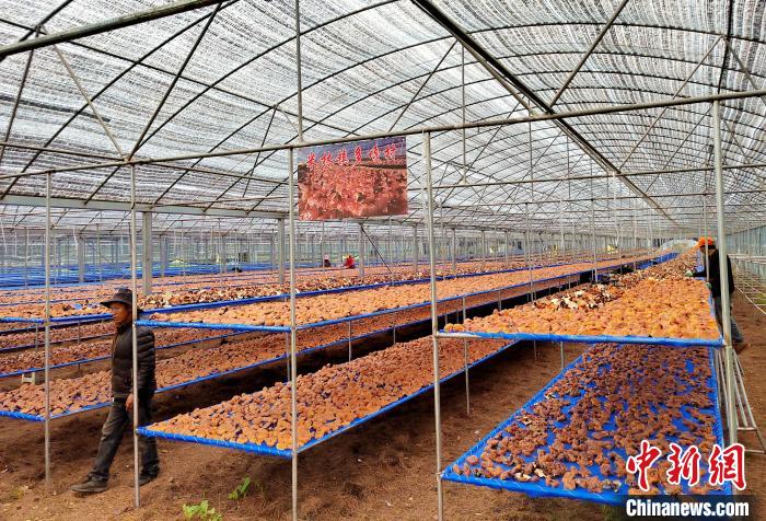 圖為紅太陽科技示范家庭農場采收的靈芝。　平措旺青供圖