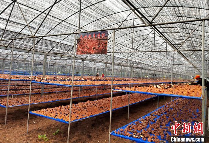 圖為紅太陽科技示范家庭農場采收的靈芝。　平措旺青供圖
