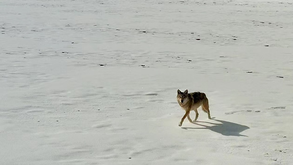 雪地里的阿里“狼”。