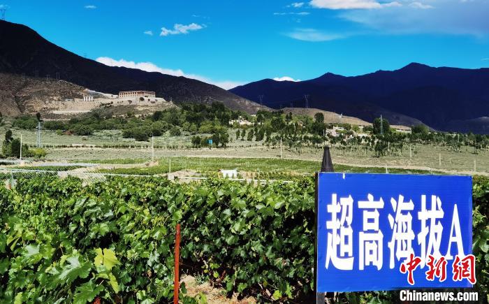 圖為桑日縣種植的葡萄?！∩侥仙Ｈ湛h委宣傳部提供