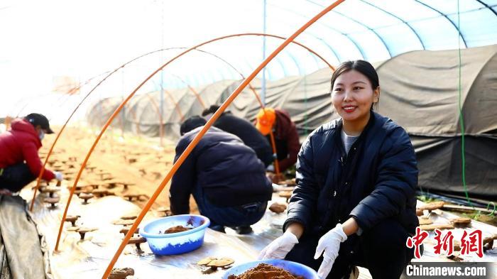 圖為農(nóng)民采收靈芝孢子粉?！∴嚢?攝