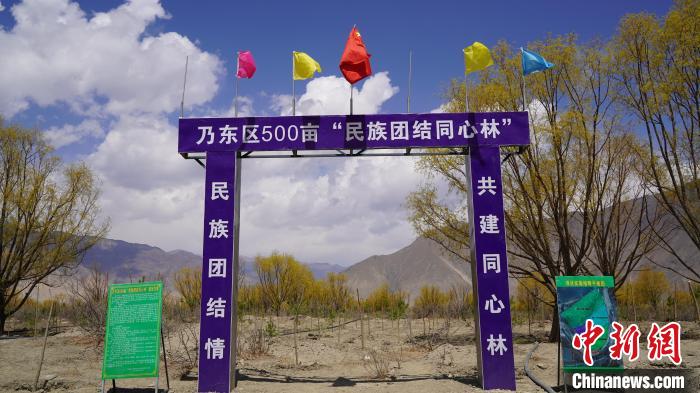 圖為“民族團(tuán)結(jié)同心林”項(xiàng)目。　乃東融媒供圖