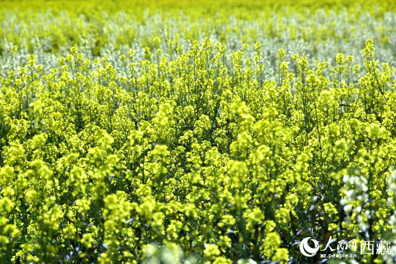 盛開(kāi)的小油菜花。人民網(wǎng) 李海霞攝