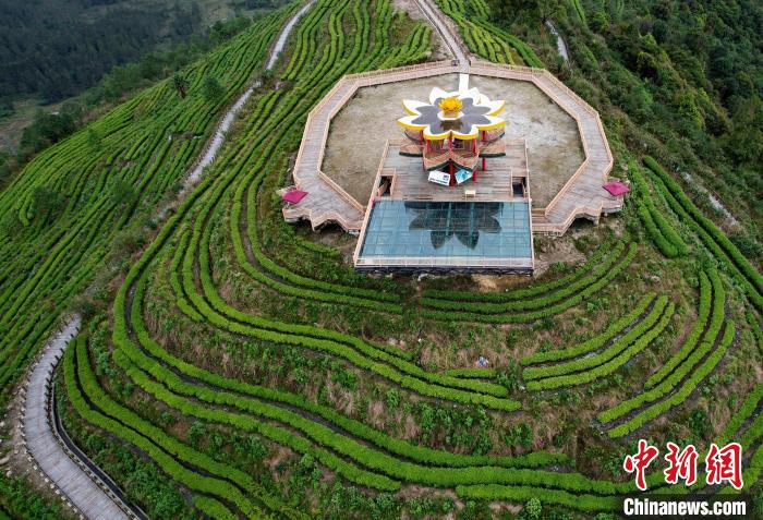 圖為西藏林芝市墨脫縣背崩鄉(xiāng)格林村山頂?shù)木坝^茶園。(無人機(jī)照片) 李林 攝
