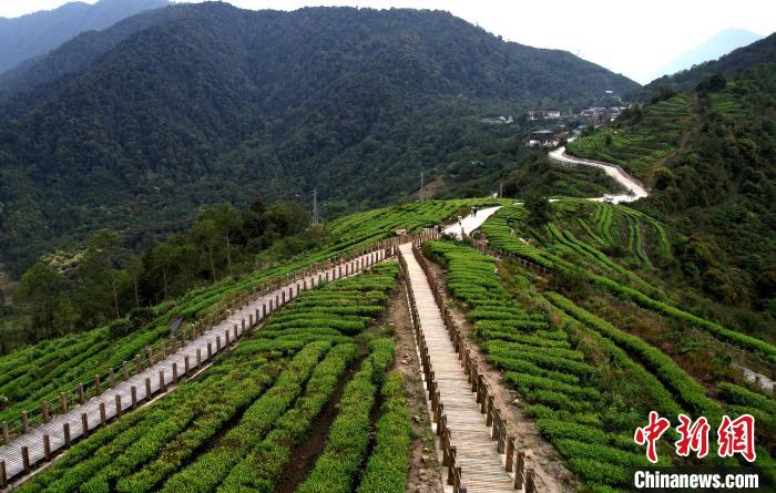 圖為西藏林芝市墨脫縣背崩鄉(xiāng)格林村山頂?shù)木坝^茶園。(無人機(jī)照片) 李林 攝